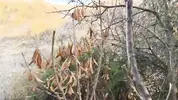 быстрый отсос